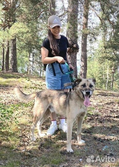 Собака в добрые руки