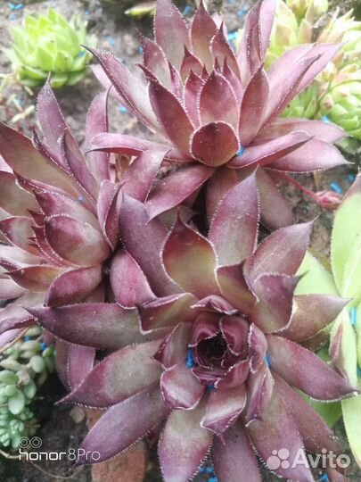 Молодило, садовые, суккуленты