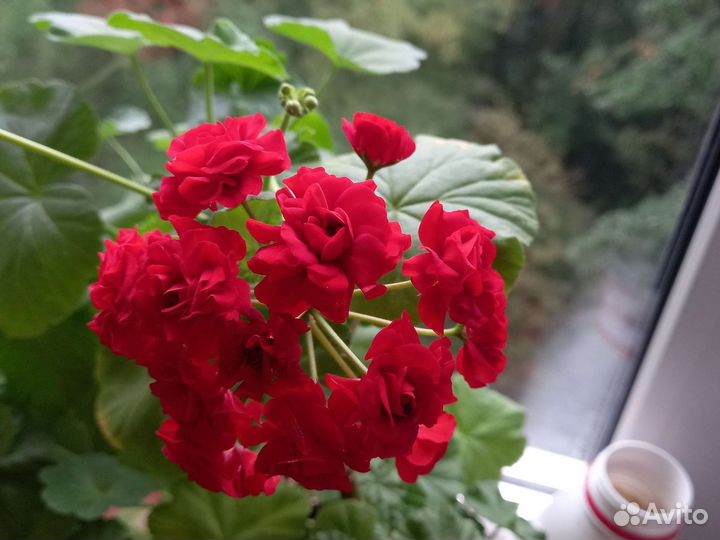 Пеларгония герань. Укорененные черенки