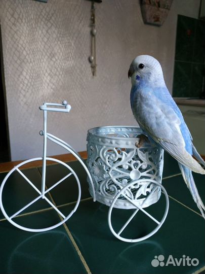 Волнистые попугаи радужные, спенглы, опалины