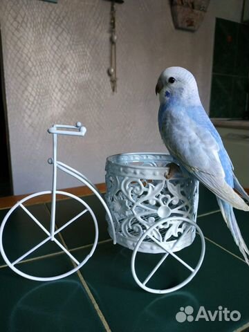 Волнистые попугаи радужные, спенглы, опалины