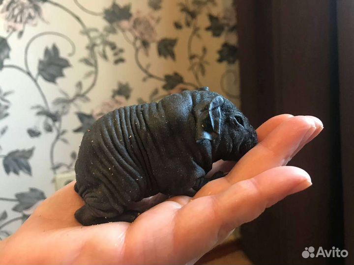 Морские свинки породистые