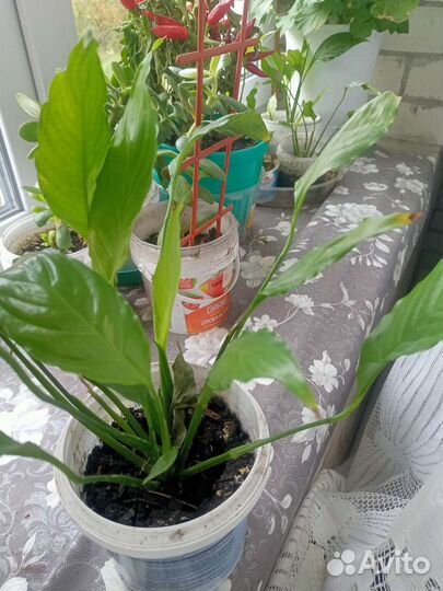 Спацифилум