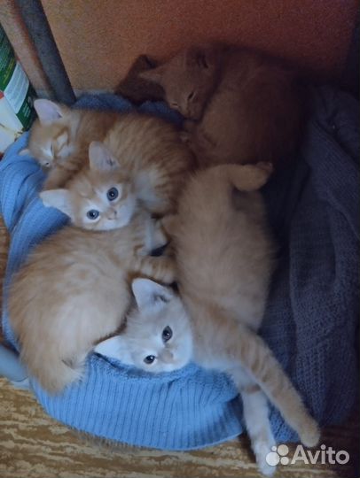 Милые котята