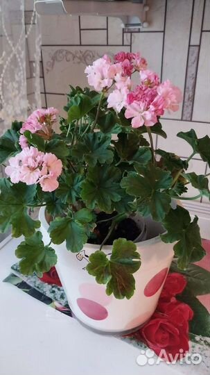 Пеларгония герань