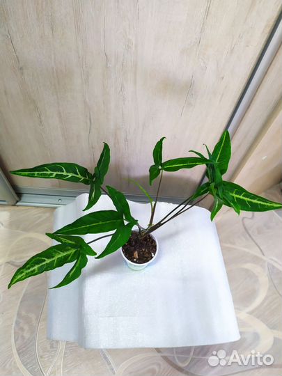 Сингониумы