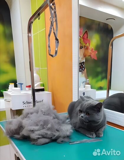 Груминг, стрижка собак и кошек