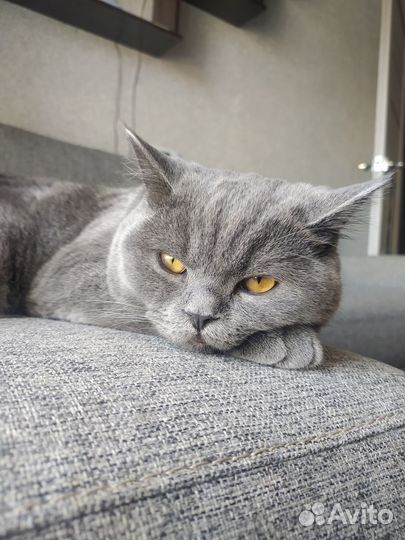 Британский кот вязка