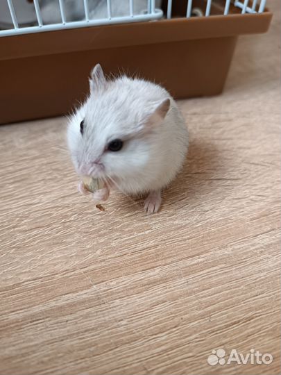 Джунгарские хомяки