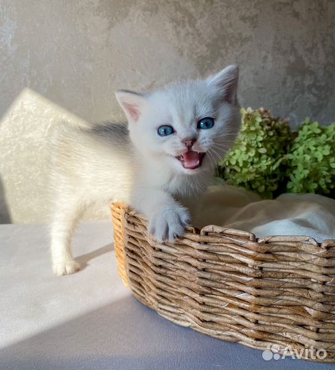 Британский мальчик