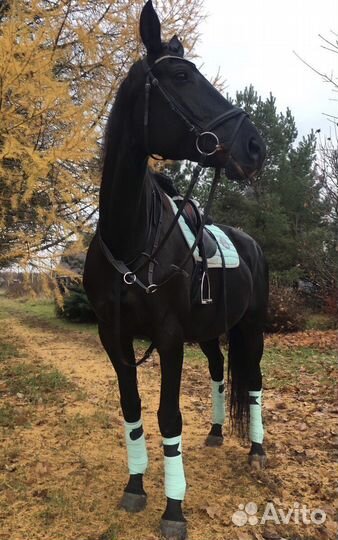 Вороная кобыла