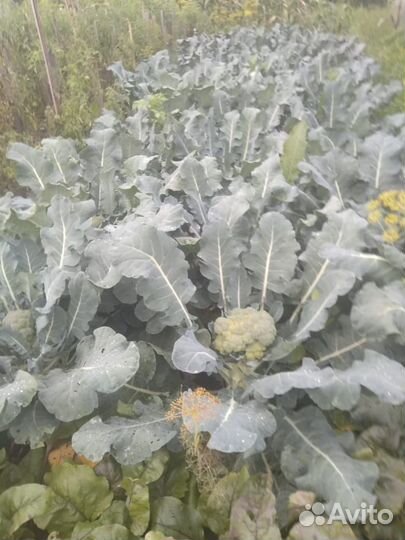 Капуста брокколи и тыква