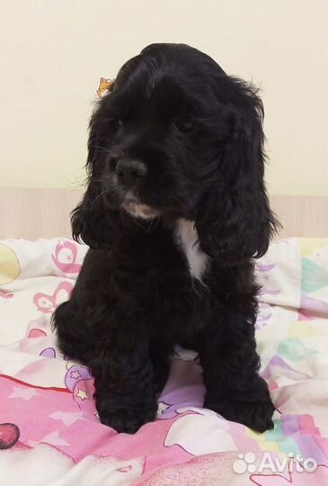 Щенок кокер спаниель