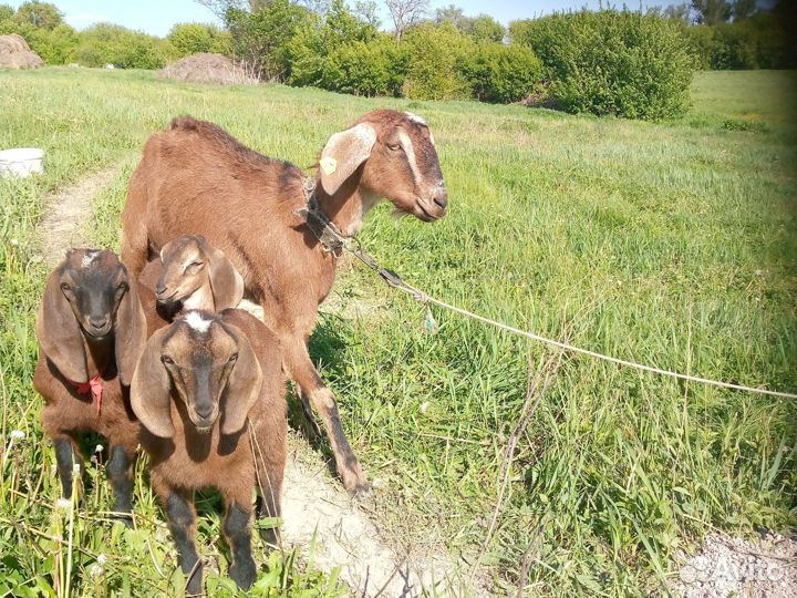 Нубийские Козочки
