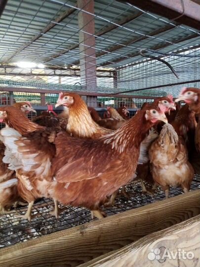 Куры несушки доминант