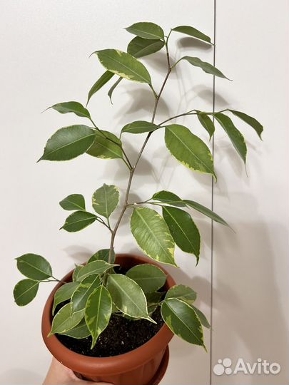 Фикус бенджамина