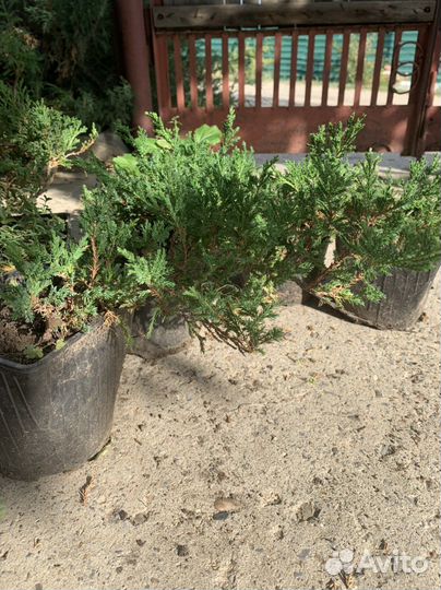 Саженцы можжевельника