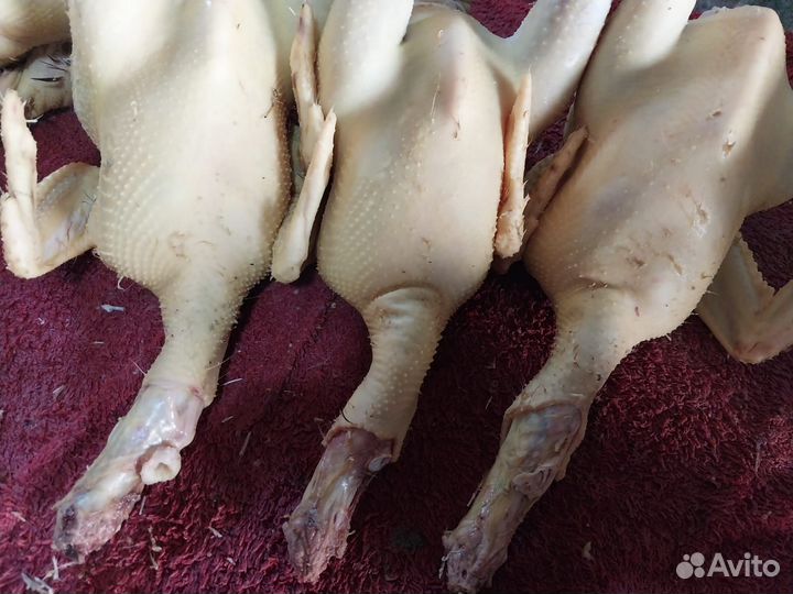 Индюки,куры бульоные