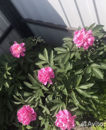 Многолетние цветы для сада