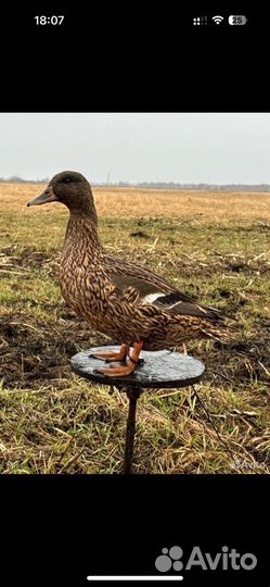 Подсадные утки