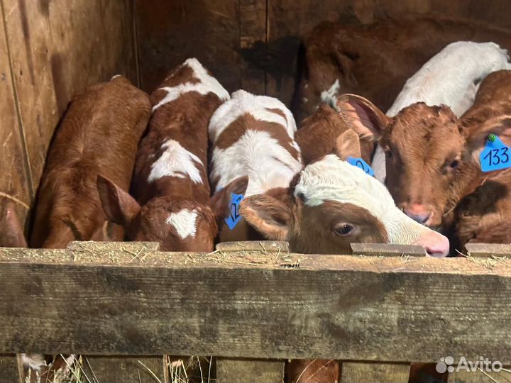 Бычки на откорм бесплатная доставка