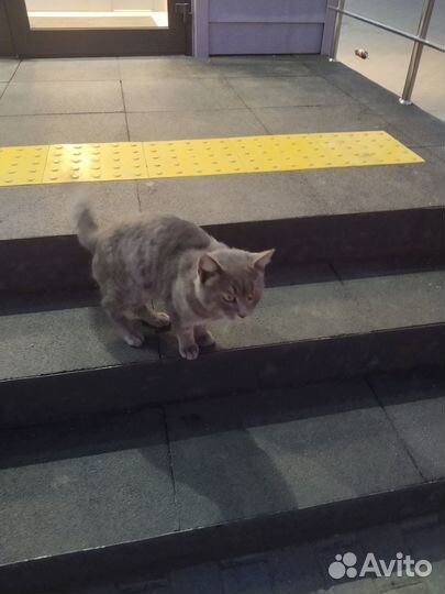 Найден кот