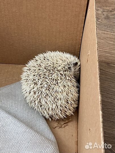 Карликовый африканский ежик