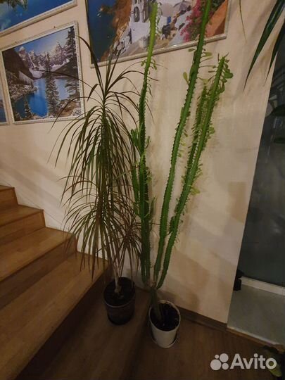 Комнатные цветы