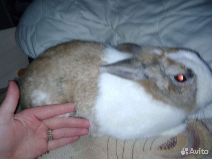 Декоративные кролики