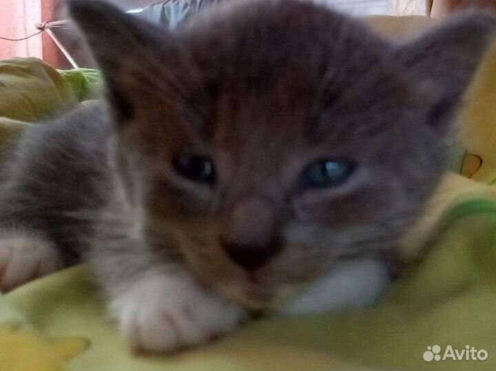 Котята от домашней кошки и кота