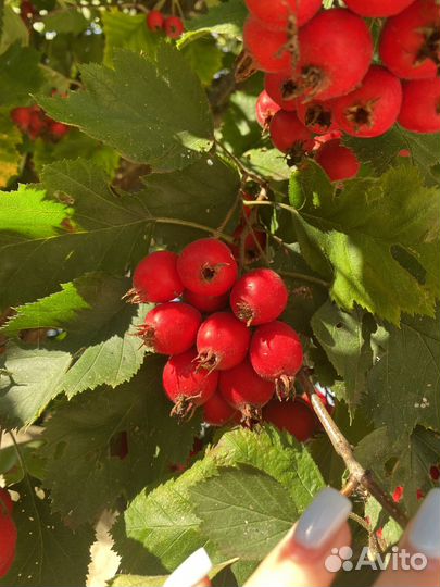 Сушеный, свежий боярышник