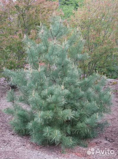 Кедр саженцы крупномеры хвойные