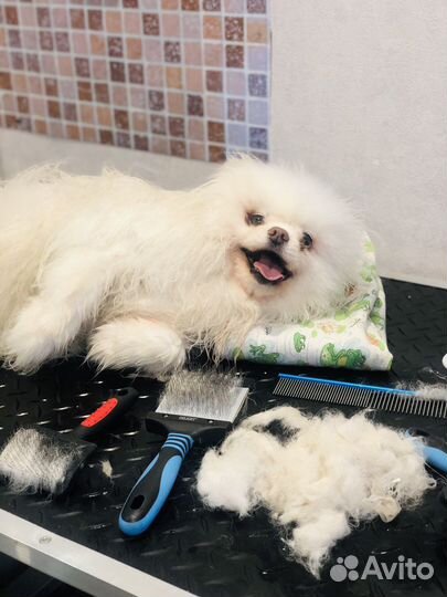 Груминг, стрижка собак, вычес собак и кошек