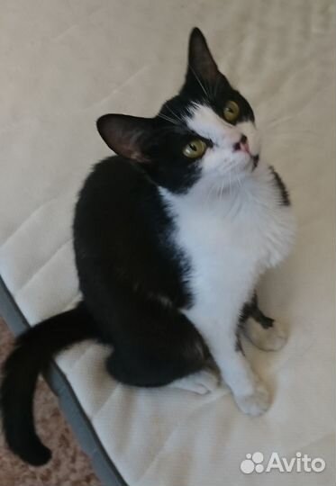 Кошечка в добрые руки