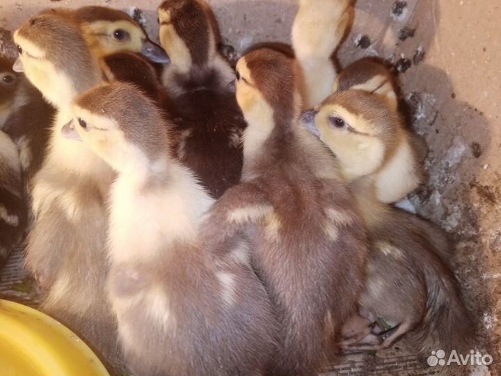 Гусята утята