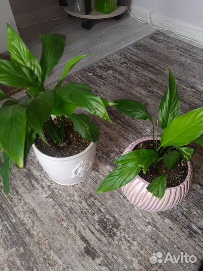 Спатифиллум