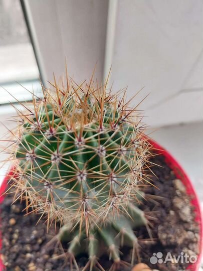 Кактус цветущий