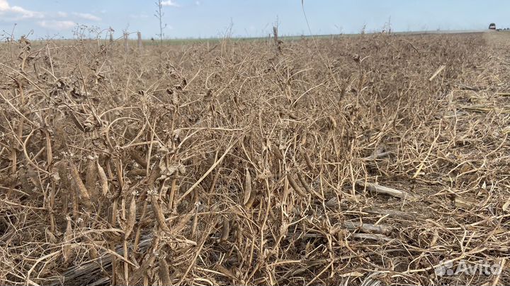 Семена зимующего гороха