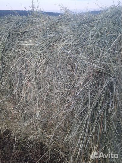 Продам сено в рулонах свежий укос