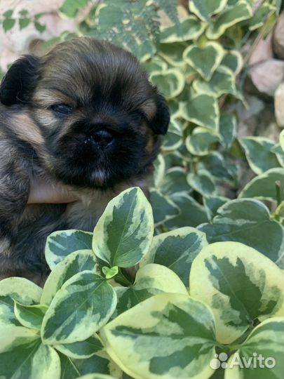 Щенки пекинеса, девочки