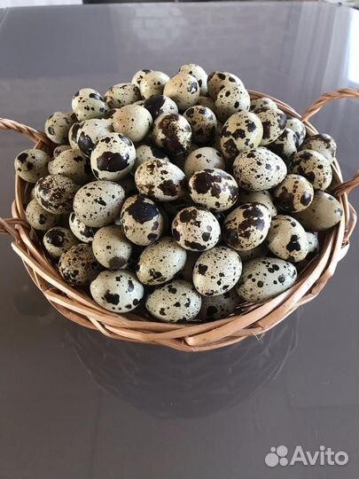Инкубационное яйцо перепелов техаский