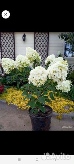 Гортензия Скайфол, Лайм лайт, жемчужина фестиваля