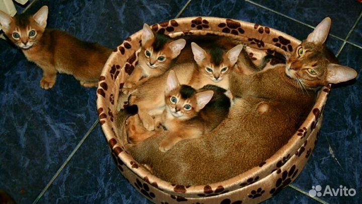 Абиссинские котята