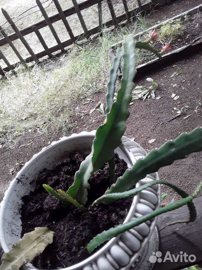 Цереус с бутонами алоказия лекарст. и спатифилум