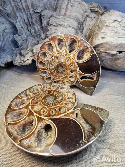 462гр. Аммонит