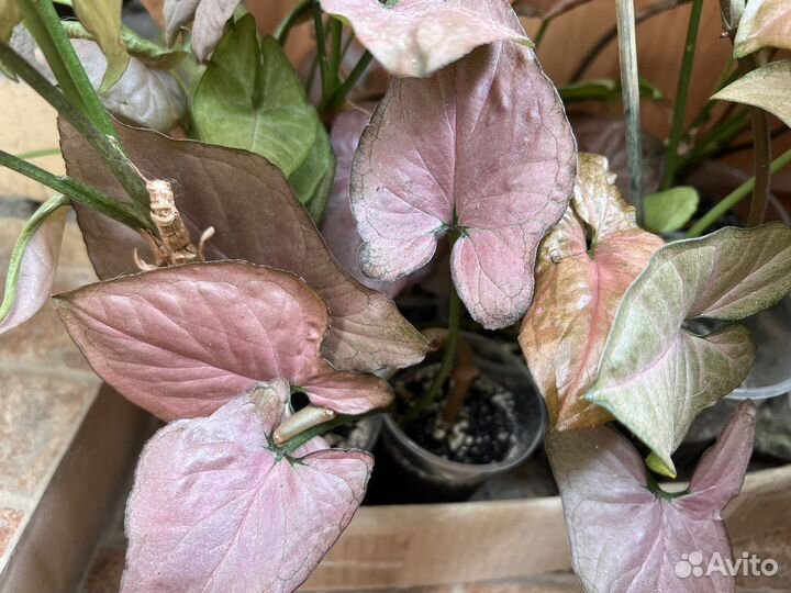 Сингониум orm naq