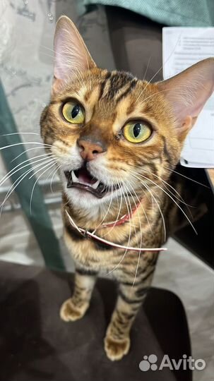 Бенгальские котята