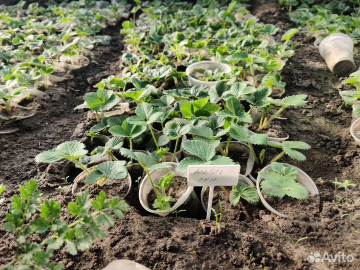 Рассада клубники