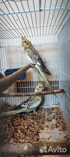 Попугай волнистые неразлучники кореллы