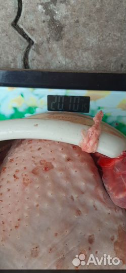 Продаются индюшата